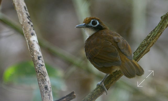 Bicolored Antbird (Gymnopithys bicolor)