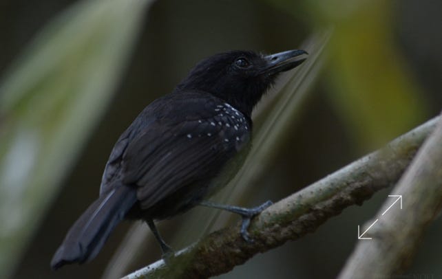 Black-hooded Antshrike (Thamnophilus bridgesi)