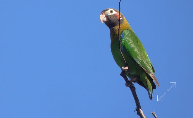 Brown-hooded Parrot (Pyrilia haematotis)