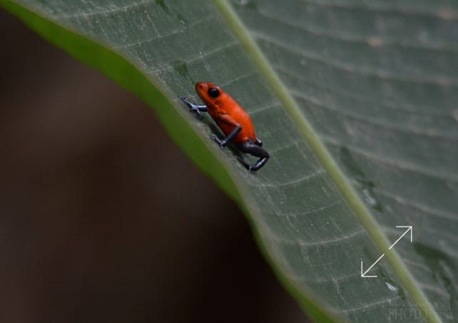 Strawberry Poison-dart Frog