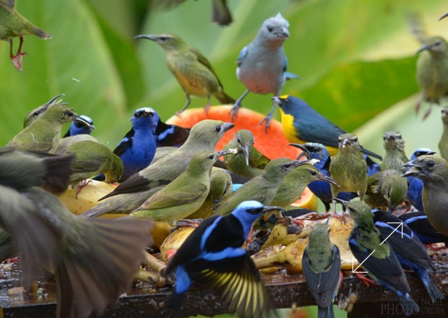Feeding Frenezee at Bogarin Feeders