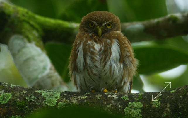 Ferruginous Pygmy-Owl (Glaucidium brasilianum)