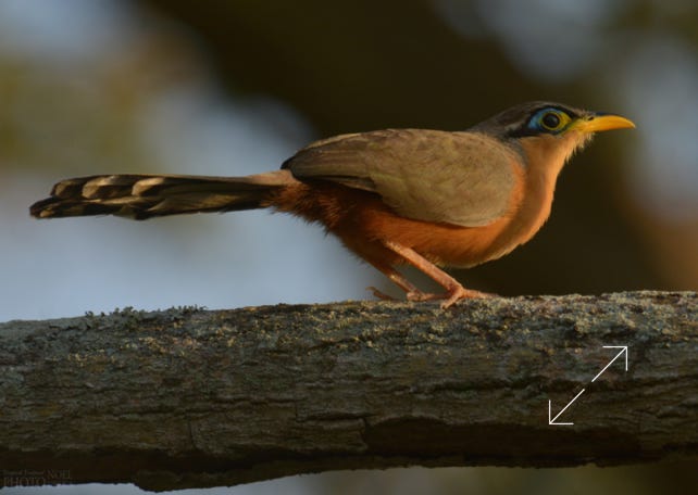 Lesser Ground-Cuckoo (Morococcyx erythropygius)