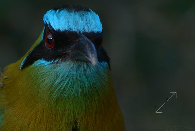 Lesson's Motmot (Momotus lessonii )