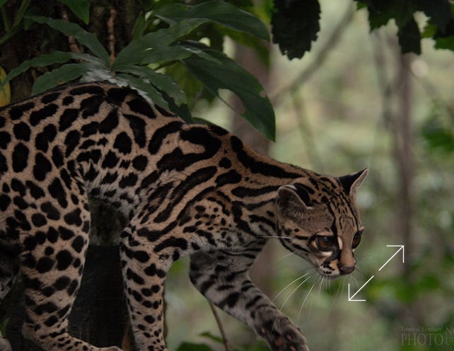 Margay