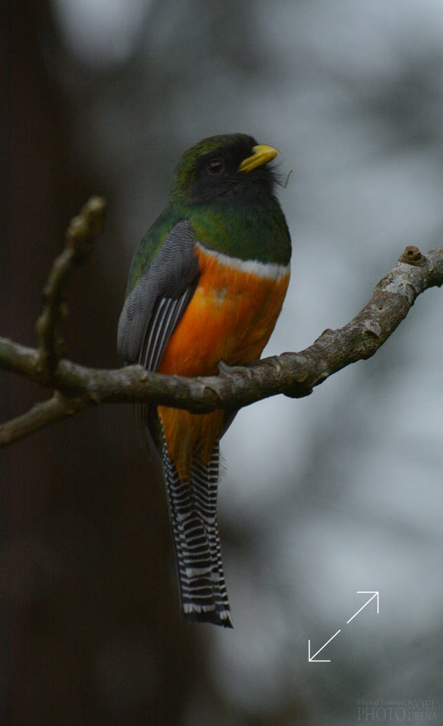 Orange-bellied Trogon (Trogon aurantiiventris)