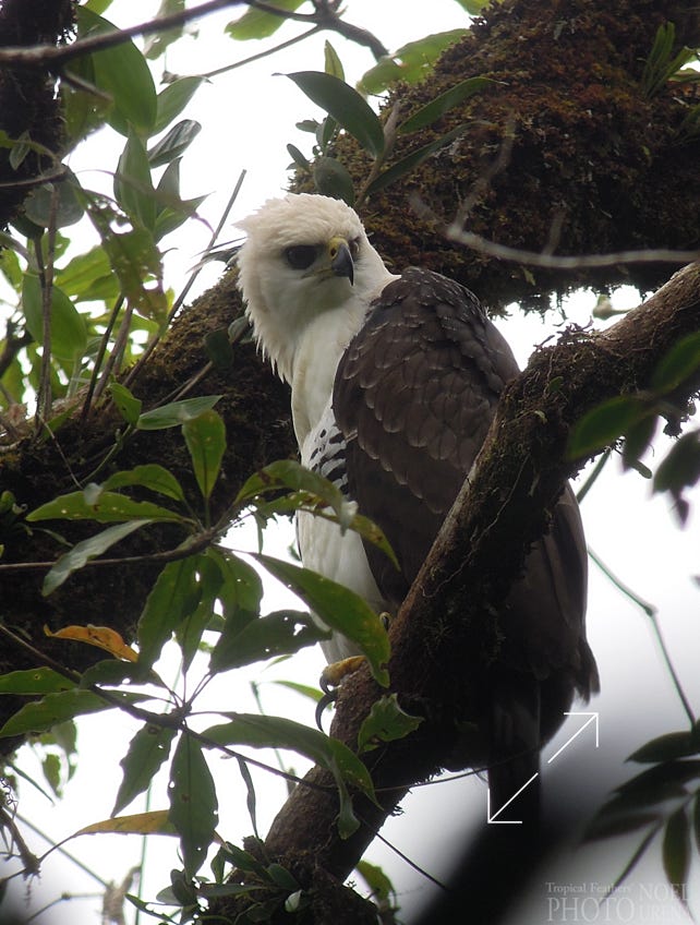 Orante Hawk-Eagle (Spizaetus ornatus)