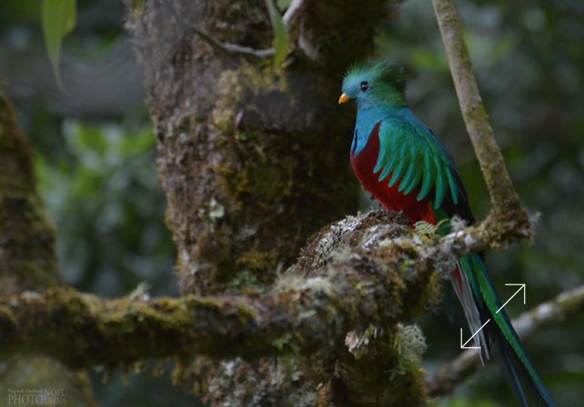 Resplendent Quetzal (Pharomachrus mocinno)