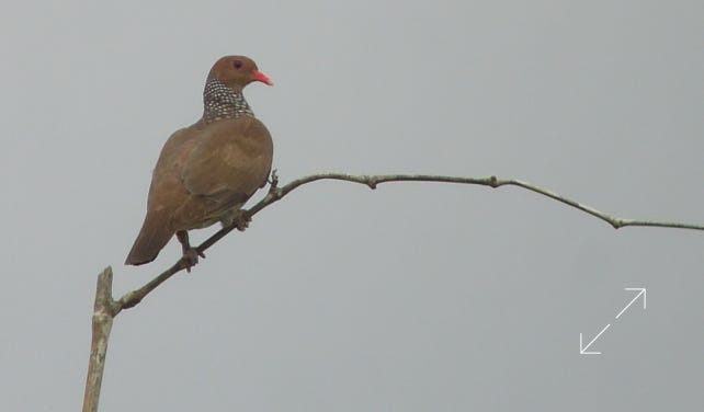 Scaled Pigeon (Patagioenas speciosa)