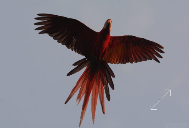 Scarlet Macaw (Ara macao)