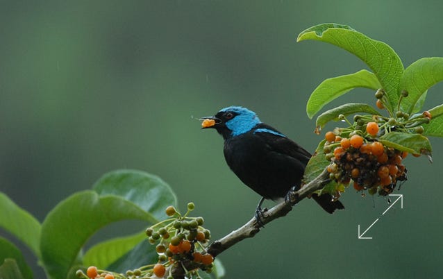 Scarlet-thighed Dacnis (Dacnis venusta)