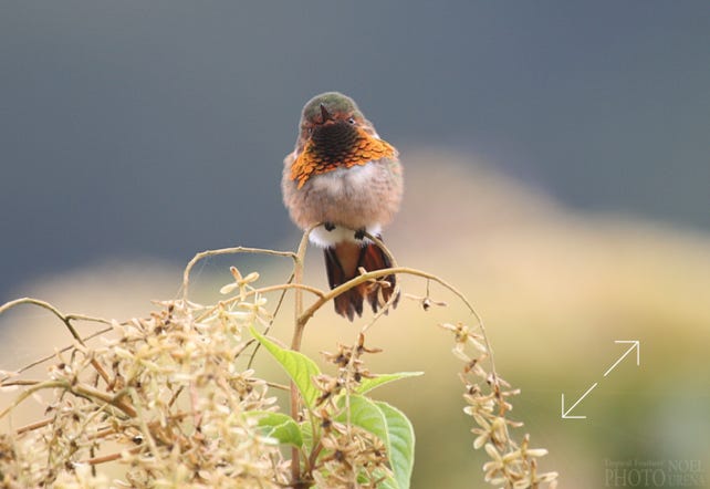 Scintillant Hummingbird (Selasphorus scintilla)