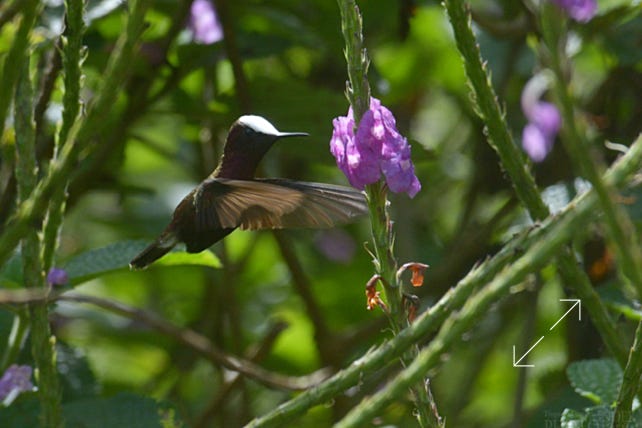 Snowcap (Microchera albocoronata)