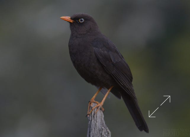 Sooty Thrush (Turdus nigrescens)