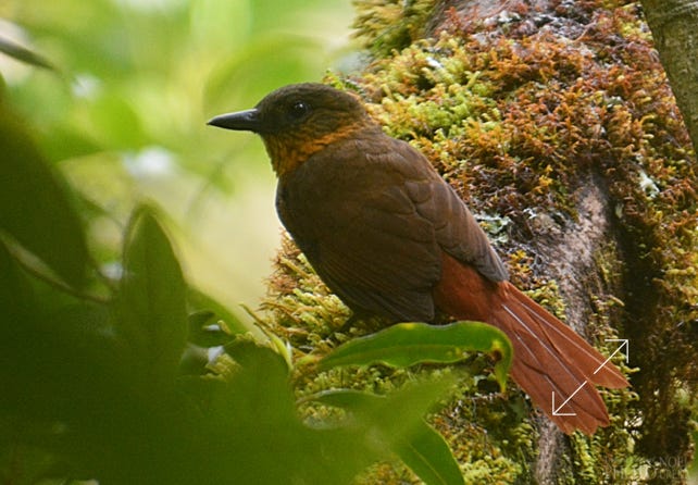Streak-breasted Treehunter (Thripadectes rufobrunneus)