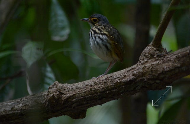 Streak-chested Antpitta (Hylopezus perspicillatus)