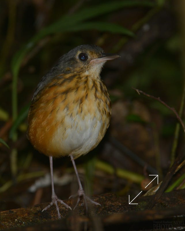 Thicket Antpitta (Hylopezus dives)