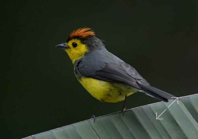 Collared Redstart (Myioborus torquatus)