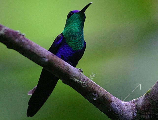 Crowned Woodnymph (Thalurania colombica)