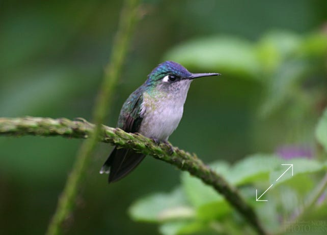 VIolet-headed Hummingbird (Klais guimeti)