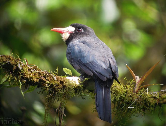 White-fronted Nunbird (Monasa morphoeus)