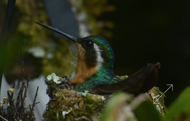 White-throated Mountain-Gem (Lampornis castaneoventris)