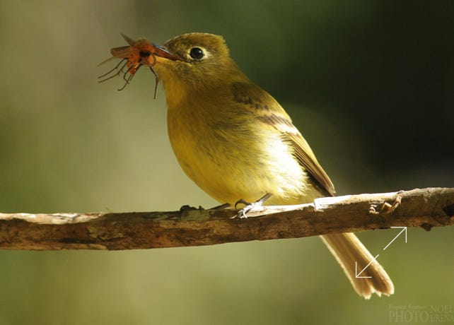Yellowish Flycatcher (Empidonax flavescens)